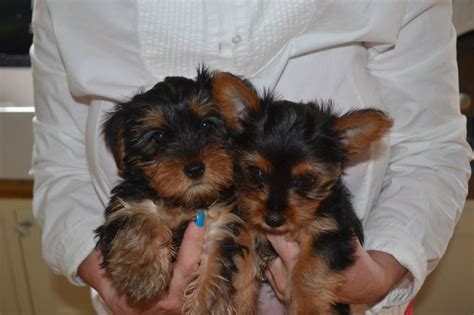 yorkie puppies for sale in indiana|yorkshire terrier for sale indianapolis.